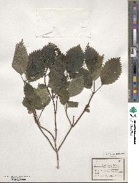 Hydrangea hirta image