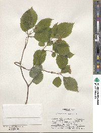 Hydrangea hirta image