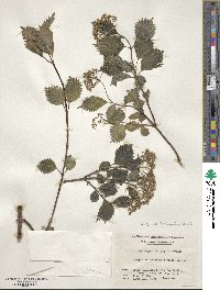 Hydrangea hirta image