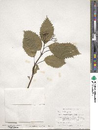 Hydrangea hirta image