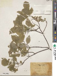 Hydrangea hirta image