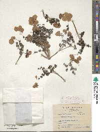 Hydrangea integrifolia image