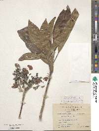 Hydrangea integrifolia image