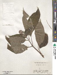 Hydrangea involucrata image