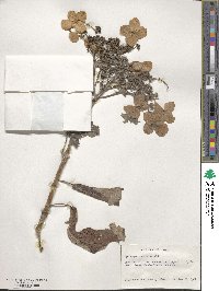 Hydrangea aspera image