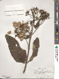 Hydrangea aspera image