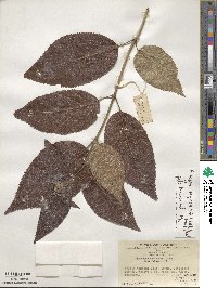 Hydrangea robusta image