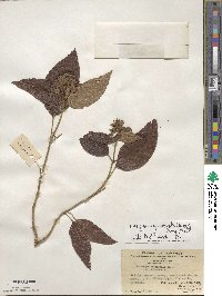 Hydrangea robusta image