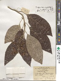 Hydrangea robusta image