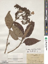 Hydrangea strigosa image