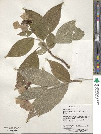 Hydrangea strigosa image