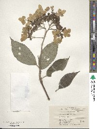 Hydrangea bretschneideri image