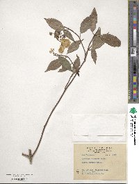 Hydrangea chinensis image