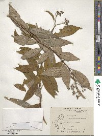 Hydrangea chinensis image