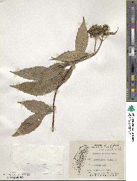 Hydrangea chinensis image