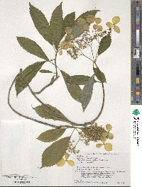 Hydrangea chinensis image