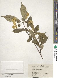 Hydrangea chinensis image