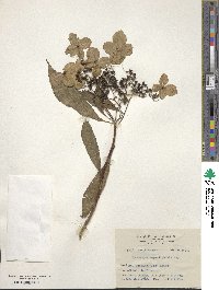 Hydrangea chinensis image