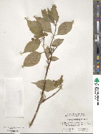 Hydrangea chinensis image