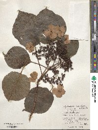 Hydrangea anomala image