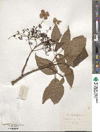 Hydrangea anomala image