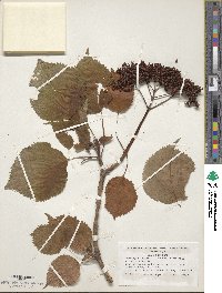 Hydrangea anomala image