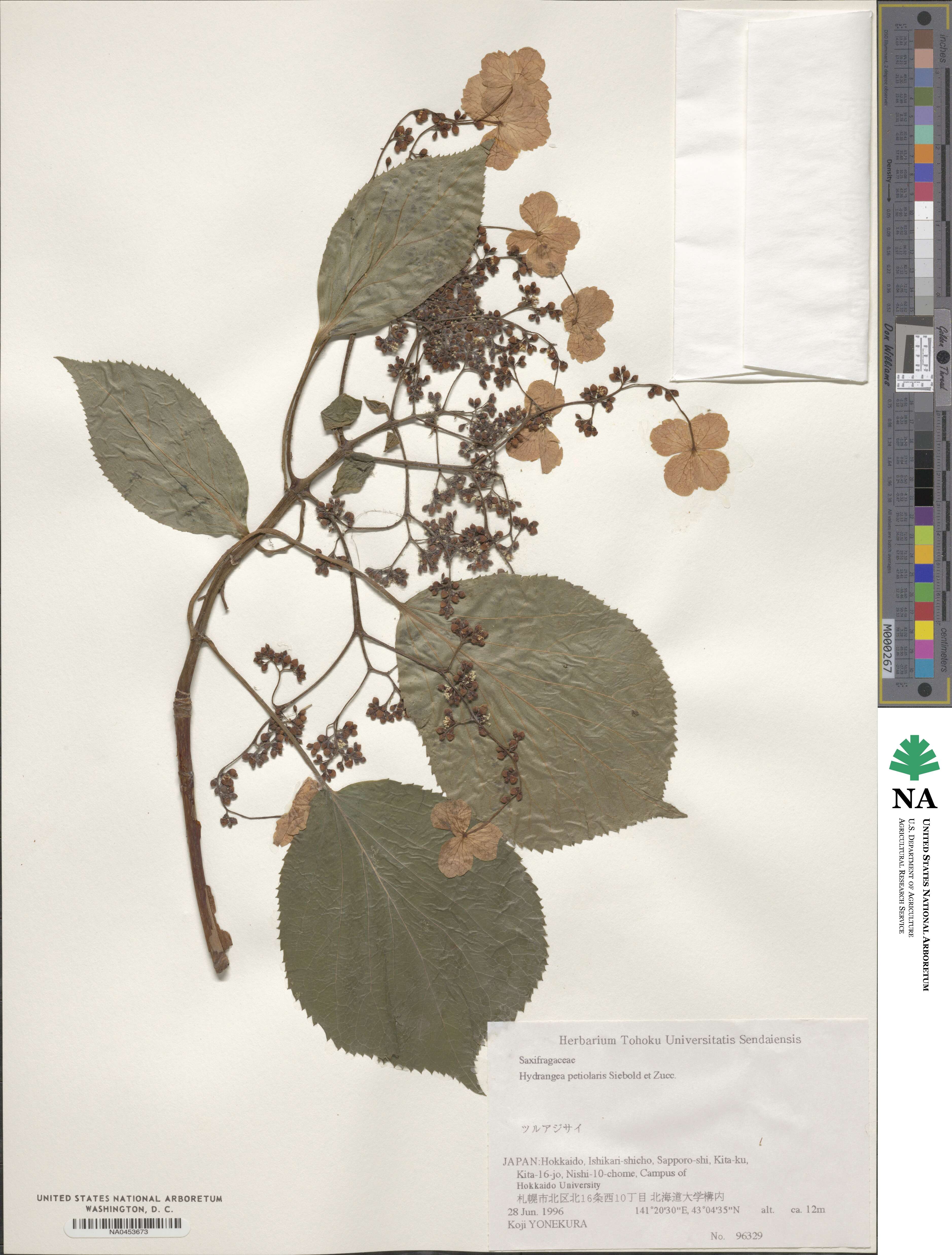 Hydrangea anomala subsp. petiolaris image