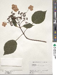 Hydrangea anomala subsp. petiolaris image