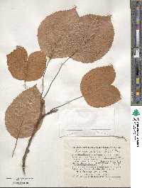 Hydrangea anomala subsp. petiolaris image