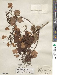 Hydrangea anomala image