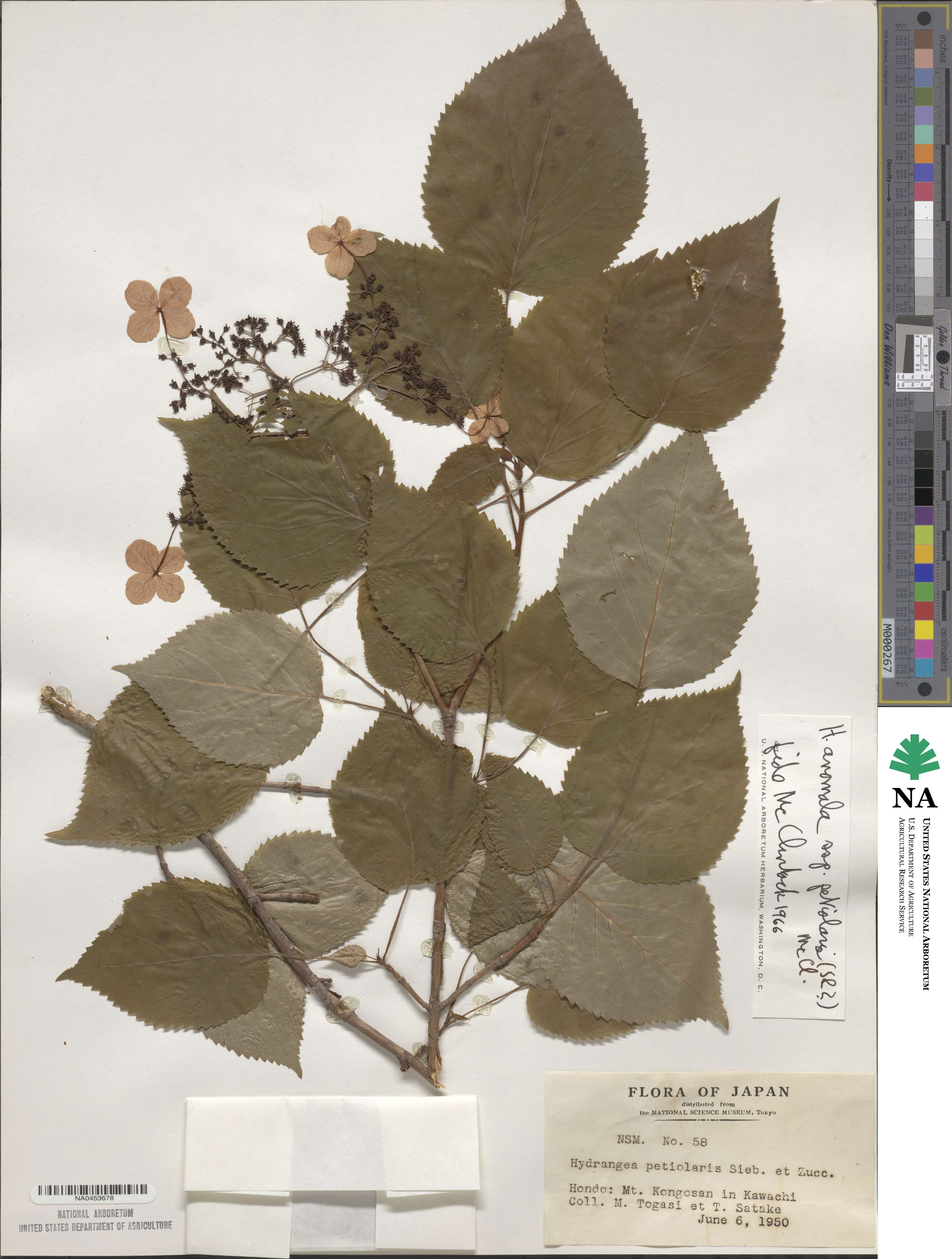 Hydrangea anomala subsp. petiolaris image