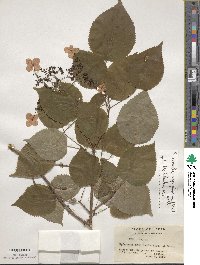 Hydrangea anomala subsp. petiolaris image