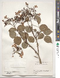 Hydrangea anomala subsp. petiolaris image