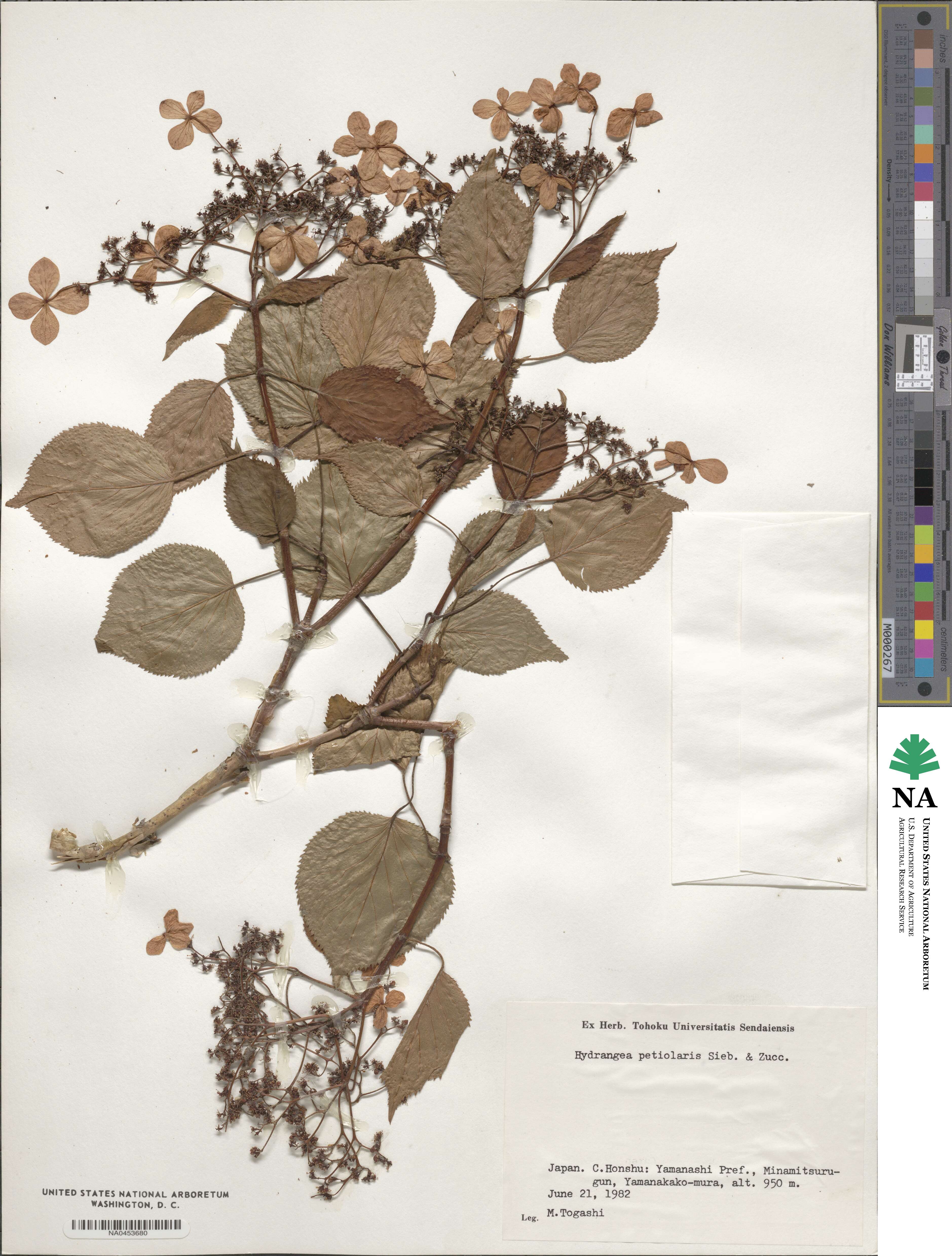 Hydrangea anomala subsp. petiolaris image