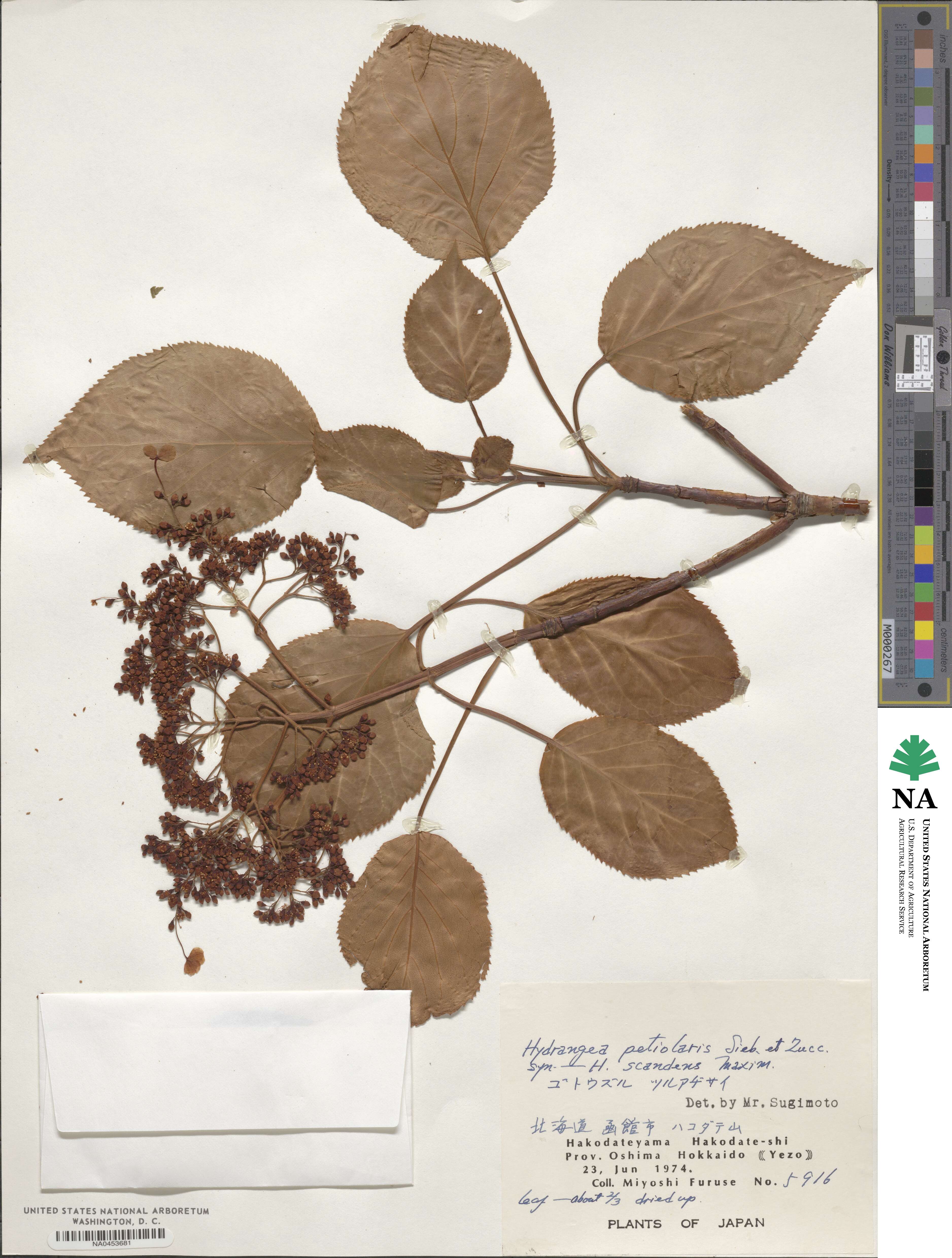 Hydrangea anomala subsp. petiolaris image