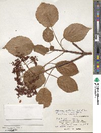 Hydrangea anomala image