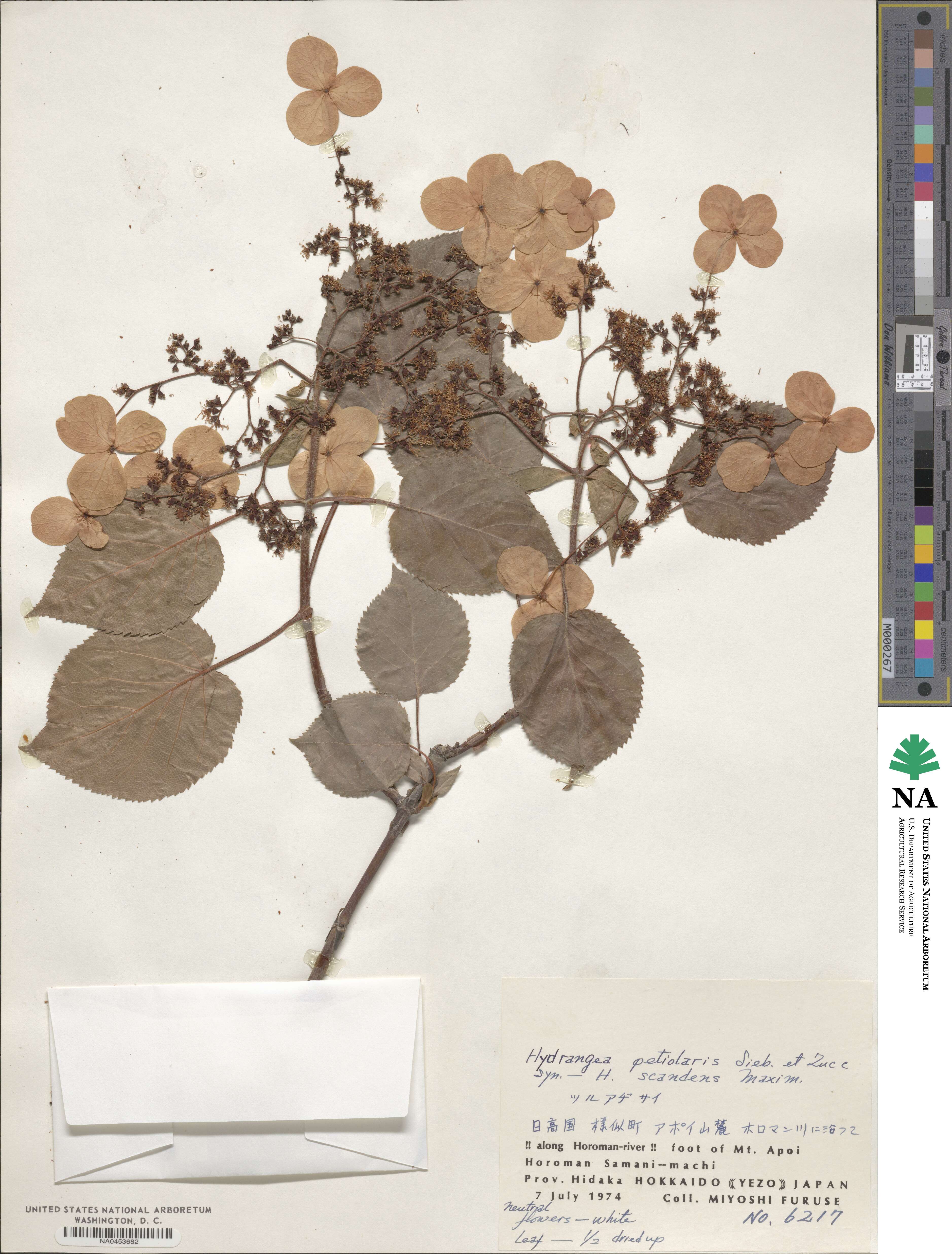 Hydrangea anomala image