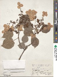 Hydrangea anomala image