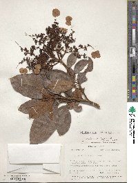 Image of Hydrangea asterolasia