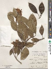 Hydrangea seemannii image