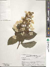 Hydrangea paniculata image