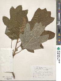 Hydrangea quercifolia image