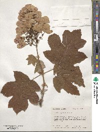 Hydrangea quercifolia image