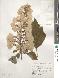 Hydrangea quercifolia image