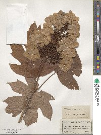 Hydrangea quercifolia image