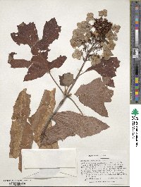 Hydrangea quercifolia image