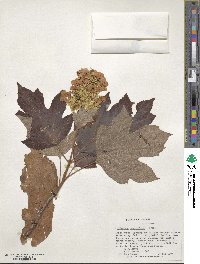 Hydrangea quercifolia image