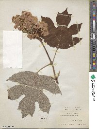 Hydrangea quercifolia image