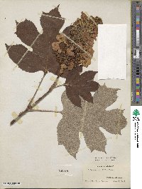 Hydrangea quercifolia image