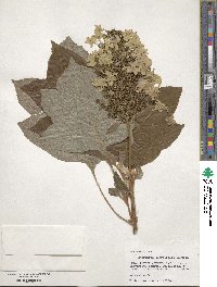 Hydrangea quercifolia image